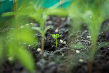green plant on grass background