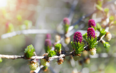 Larch branch with flowers of young leaves. Larch flowers. A close-up of a larch branch with blossoming buds. - obrazy, fototapety, plakaty