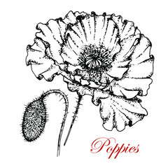Poppies. Stock vector illustration. Black white Sketch. Isolated white Background. Plant. Leaves. Bud. Suitable for decorating posters, postcards, textiles.