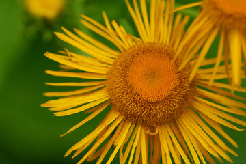 Große Telekie (Telekia speciosa) 
