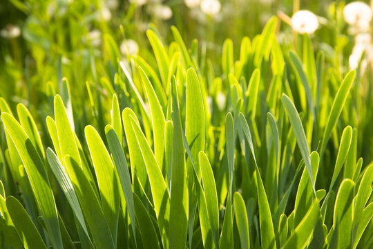 Image of the bright green grass close up