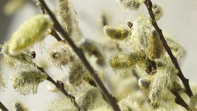 Snuggling bees in blossoms of willow tree branches