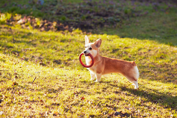 Cute corgi dog playing on the grass field. Sunny day. Pet care and dog training concept.