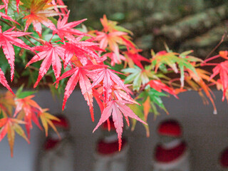 雨と紅葉