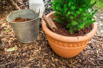 Gardening - Mulching plants with pine bark againts to weeds