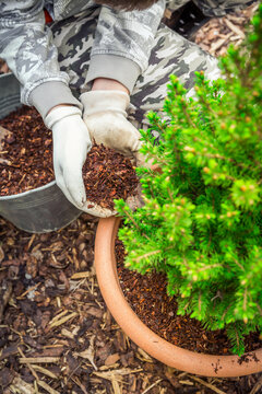 Gardening - Mulching Plants With Pine Bark Againts To Weeds