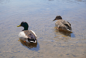 Naklejka premium Enten am am Schliersee