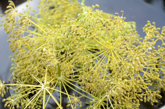 Closeup of deadly carrots (Thapsia) plants