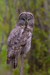 Great Gray Owl, Strix nebulosa