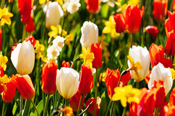 tulips and daffodils in spring