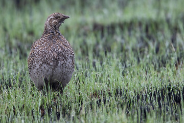 Sharp-tailed Grouse, Tympanuchus phasianellus
