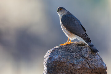 Obraz premium Sharp-shinned Hawk, Accipiter striatus