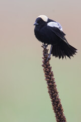 Bobolink, Dolichonyx oryzivorus