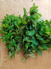 fresh herbs on a table, Mint Leaves Plants