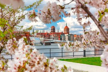 Fototapety  Spring scenery of the old town in Gdańsk around blooming trees. Poland