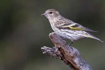 Pine Siskin, Spinus pinus