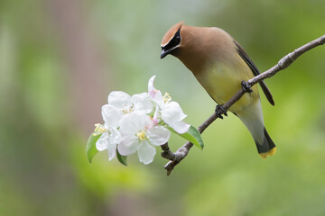 Cedar waxwing, Bombycilla cedrorum