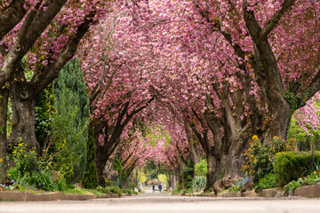 Road with blossoming cherry trees - 430560890