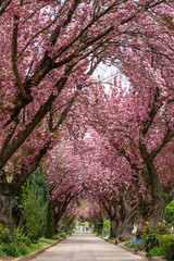 Road with blossoming cherry trees - 430561046