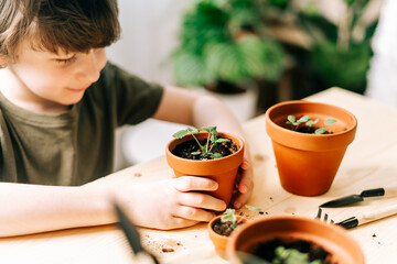 Child Kid boy gardener taking care and transplanting strawberries sprout plant into a new ceramic...