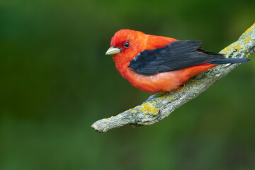 Scarlet Tanager, Piranga olivacea