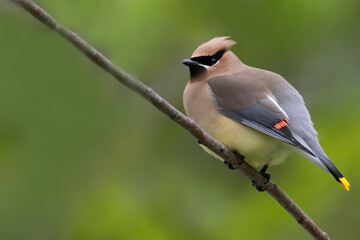 Cedar waxwing, Bombycilla cedrorum