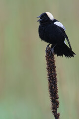 Bobolink, Dolichonyx oryzivorus