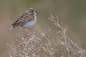 Baird's Sparrow, Ammodramus bairdii