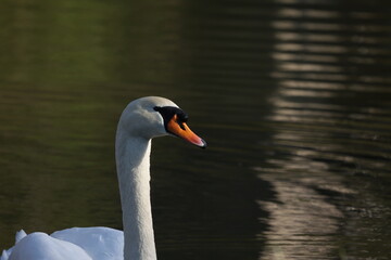 Obraz premium Lonely white swan floating on the river