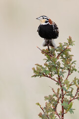 Chestnut-collared Longspur, Calcarius ornatus