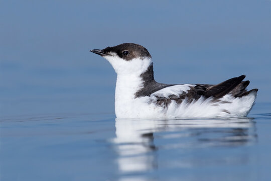 Marbled Murrelet, Brachyramphus marmoratus