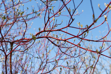 Red branches of a Cornus alba 'Sibirica' against a blue sky background