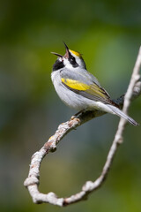 Golden-winged Warbler, Vermivora chrysoptera
