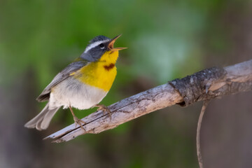Crescent-chested Warbler, Oreothlypis superciliosa
