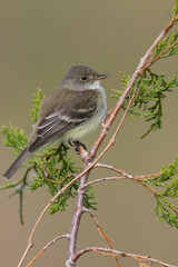 Willow Flycatcher, Empidonax traillii