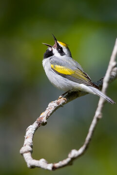 Golden-winged Warbler, Vermivora chrysoptera