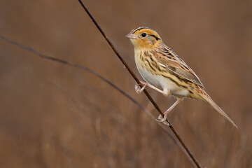 Le Conte's Sparrow, Ammospiza leconteii