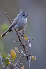 Juniper Titmouse, Baeolophus ridgwayi