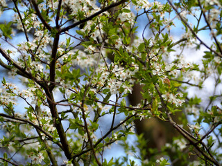 white flowers on a blooming fruit tree against a blue sky bottom view on a spring day