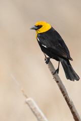 yeYellow-headed blackbird, Xanthocephalus xanthocephalus