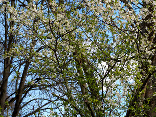 white flowers on a blooming fruit tree against a blue sky bottom view on a spring day