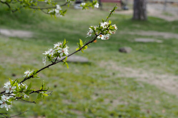 close up of a branch of a blossoming young apple tree on a blurred background of grass and tree.  spring 