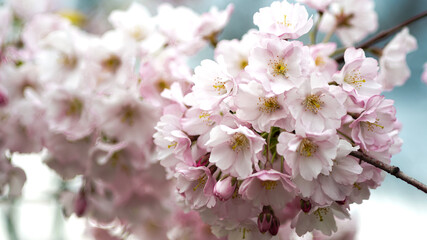 cherry blossom