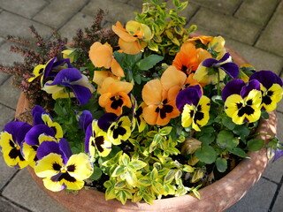 flowers in pots
