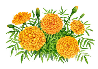 Watercolor illustration of marigold flowers isolated on white