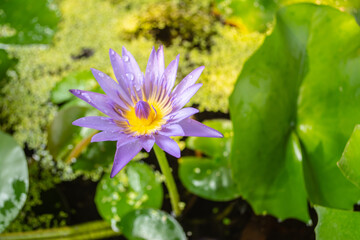 Purple lotus flowers are beautiful in nature. It is a water plant that is common in Ratchaburi Province, Thailand