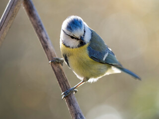 Obraz premium bird on a branch