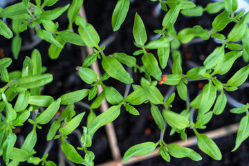Small green tomato sprouts sprout in a pot