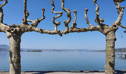 Platanen am Zürichsee