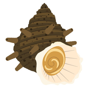 498 最適な 栄螺 画像 ストック写真 ベクター Adobe Stock